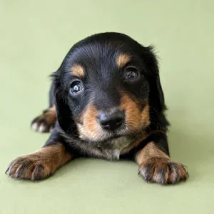 Dachshund Puppy - Hudson