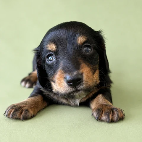 Dachshund Puppy - Hudson