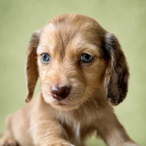 Dachshund Puppy - Lucian