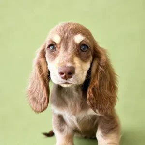 Dachshund Puppy - Nix