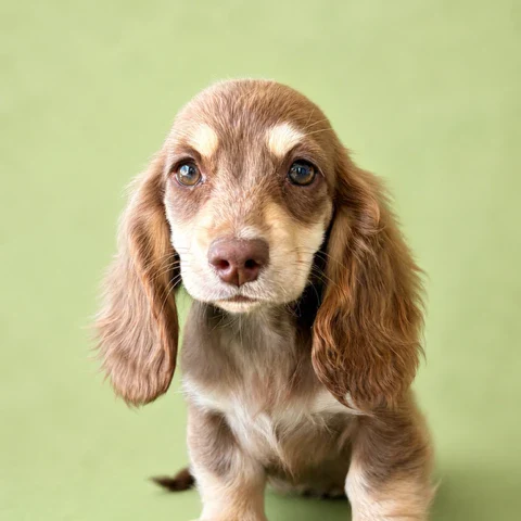 Dachshund Puppy - Nix
