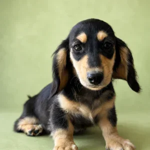 Dachshund Puppy - Remington