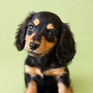 Dachshund Puppy - Rob