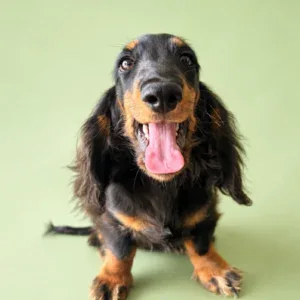 Dachshund Puppy - Simon