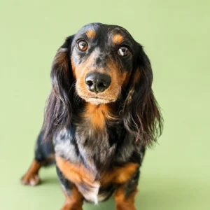 Dachshund Retired - Slinky