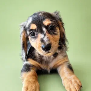 Dachshund Puppy - Storm