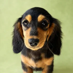 Dachshund Puppy - Wrenley