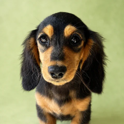 Dachshund Puppy - Wrenley