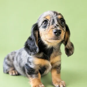 Dachshund Puppy - Asher
