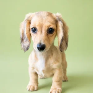 Dachshund Puppy - Astra