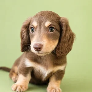Dachshund Puppy - Brooks