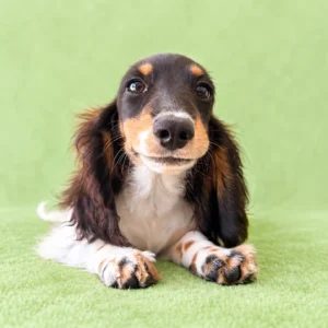 Dachshund Puppy - Elliot