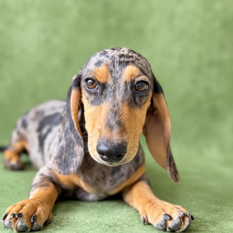Dachshund Puppy - Hendrix