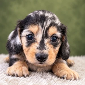 Dachshund Puppy - Kisses