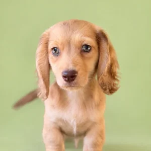 Dachshund Puppy - Lucian