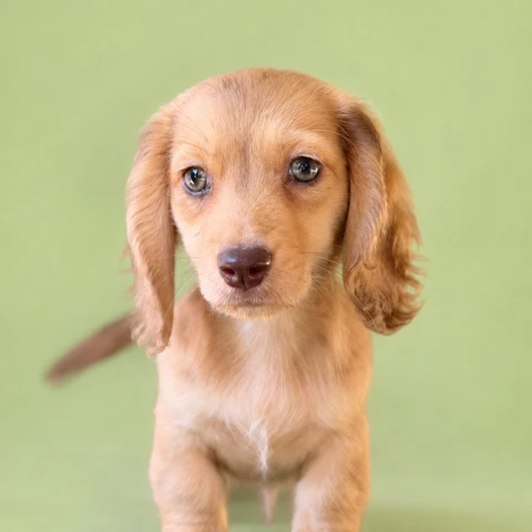 Dachshund Puppy - Lucian
