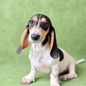 Dachshund Puppy - McCoy