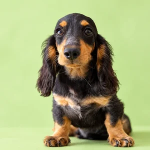 Dachshund Puppy - Theo