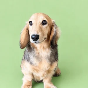 Dachshund Owner Surrender - Bailey