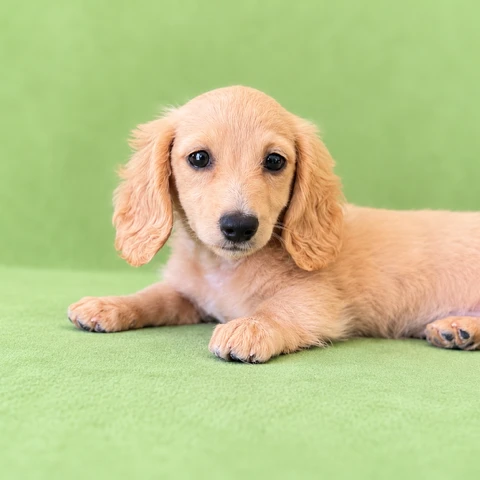 Dachshund Puppy - Cali