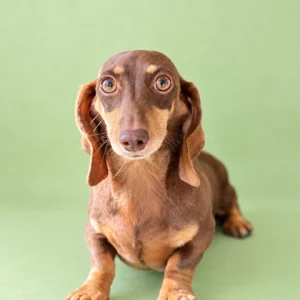 Dachshund Retired - Coco