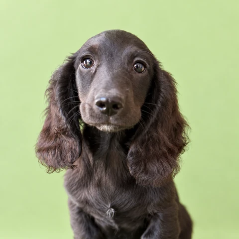 Dachshund Puppy - Colt