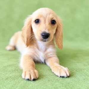 Dachshund Puppy - Coral