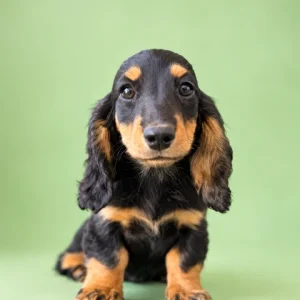 Dachshund Puppy - Cypress
