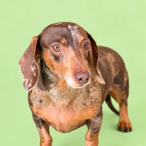 Dachshund Rescue - Dixie