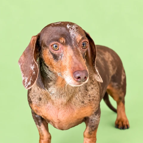 Dachshund Rescue - Dixie