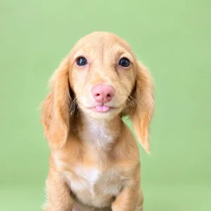 Dachshund Puppy - Redford