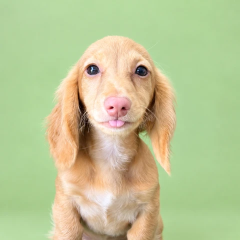 Dachshund Puppy - Redford