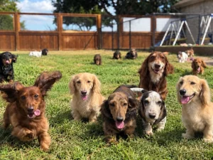 Dachshunds happily playing in a field