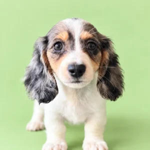 Dachshund Puppy - Grant