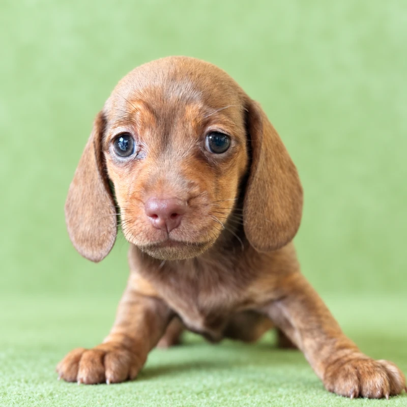 Dachshund Puppy - Hilma