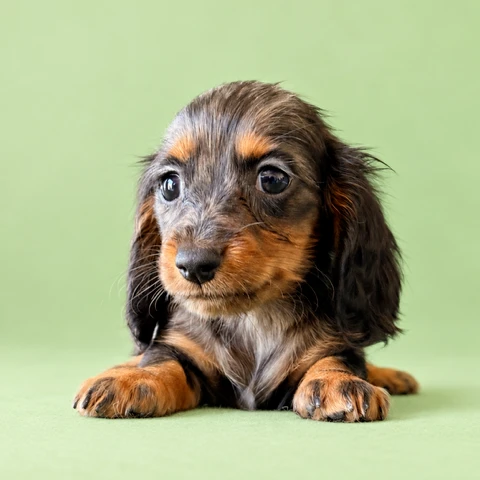 Dachshund Puppy - Indiana