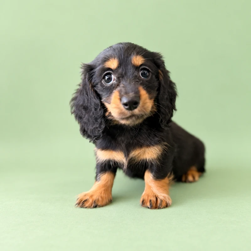 Dachshund Puppy - Kinder