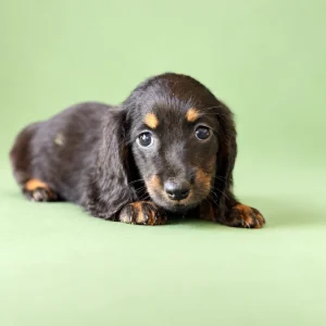 Dachshund Puppy - Nevada