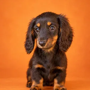 Dachshund Puppy - Nevada