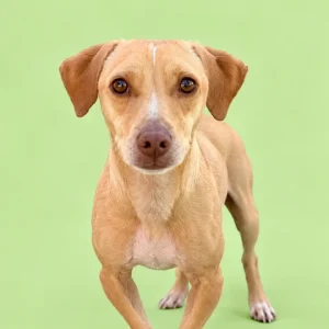 Dachshund Rescue - Ozzy