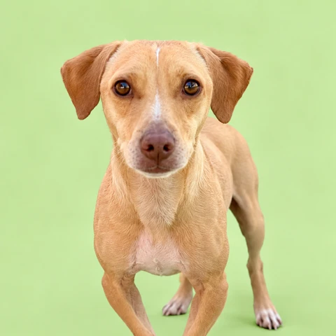 Dachshund Rescue - Ozzy