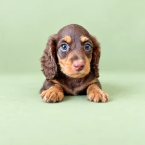 Dachshund Puppy - Reese's