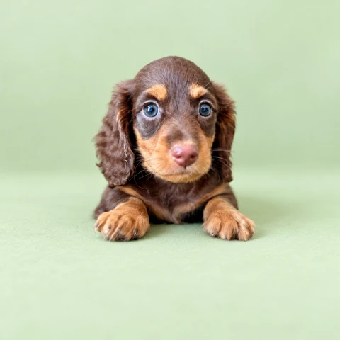 Dachshund Puppy - Reese's