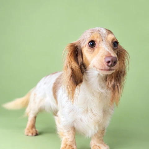 Dachshund Retired - Rory