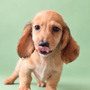Dachshund Puppy - Styx