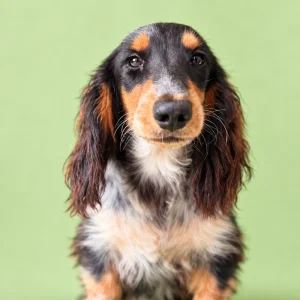 Dachshund Puppy - Wesley