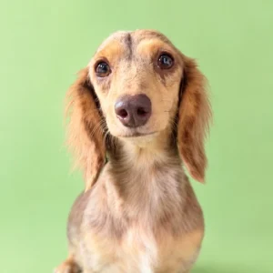 Dachshund Retired - Whitney